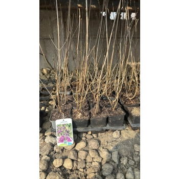 PIĘKNOTKA Bodiniera Profusion - sadzonki 30 / 40 cm